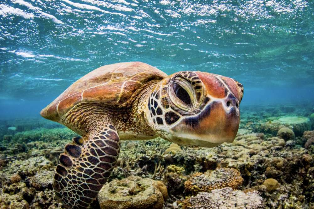 A green sea turtle appears to have a massive head due to the distortion of a fisheye lens, just like a bobble head.