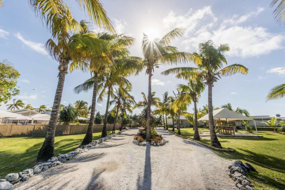 The coconut palms on the main pathway inside Lady Elliot Island Eco Resort.