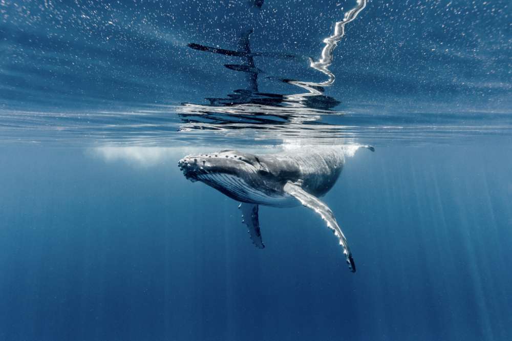 A humpback whale calf glides underneath the speckled waters surface, giving the appearance of a whale swimming amongst the stars.