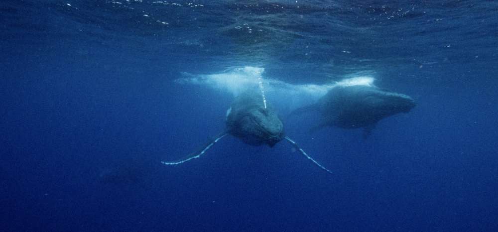 Charging Humpback Whales Blowing Bubbles