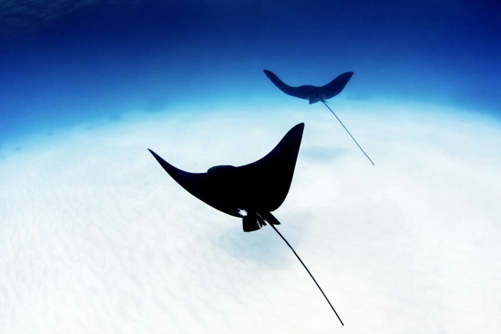 A couple of eagle rays glide across the sandy seafloor on the western side of Lady Elliot Island, Australia.