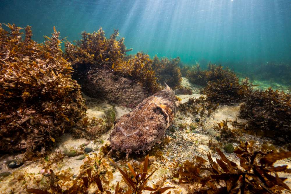 A wobbegong shark flicks a slowly moving nudibranch of it's back at the Bream Hole in Lennox Head, Australia.