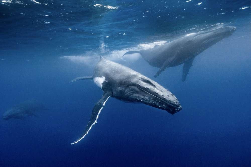 A number of humpback whales charge past the camera during a heat run in amongst the Vavau islands. 