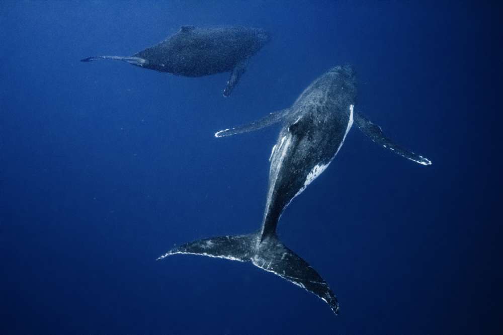 Humpback Whales Swim Away Heatrun