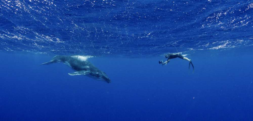 Humpback Whale Calf Close to Snorkeller