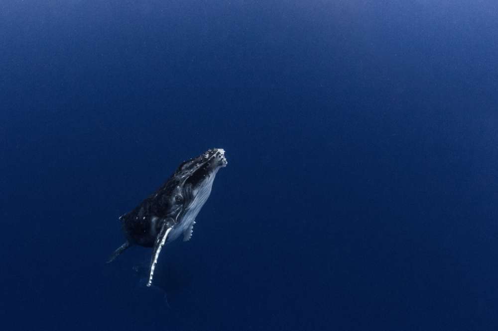 Humpback Whale Calf Swims Towards Surface