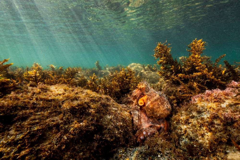 A  camouflaged octopus roams around searching
 for it's next meal. Lennox Head, Australia.