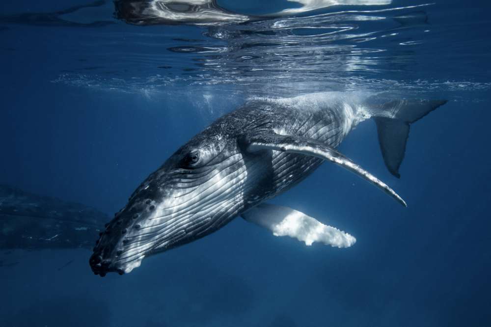 A humpback whale calf swims towards the camera in the crystal clear vivid blue water