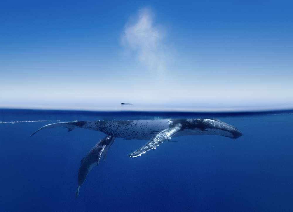 Over-under Split Shot of Humpback Whale Breathing Blowing