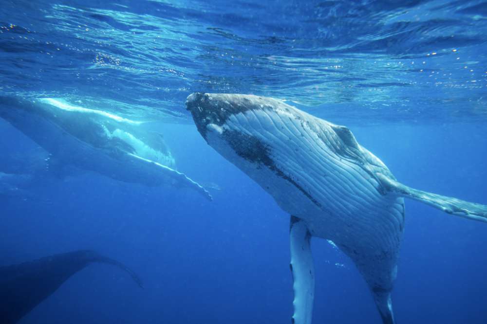 A number of humpback whales roll past during a frenetic heat run in the beautiful water in Vavau, The Kingdom of Tonga.