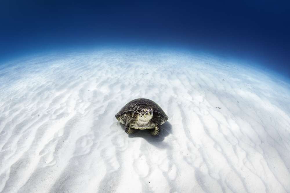 A green sea turtle rests on the rippled sandy seafloor in the deep blue water surrounding Lady Elliot Island, Australia.