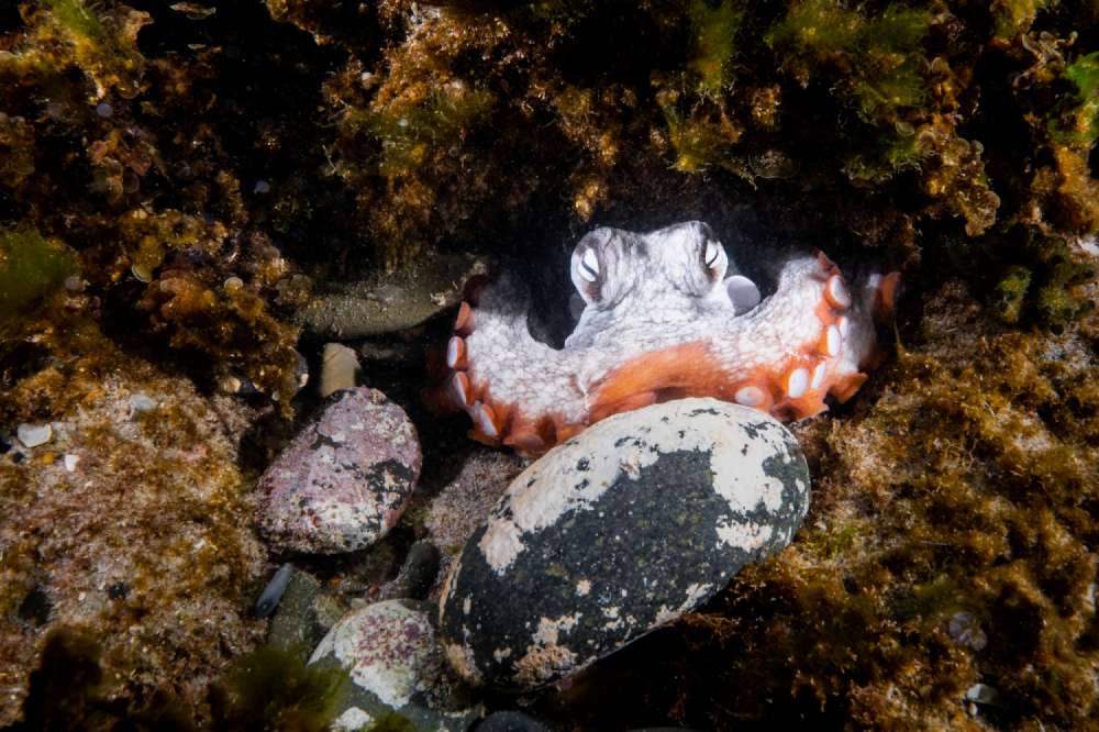 An octopus flashes white while hiding in it's den at Lennox Head, Australia.