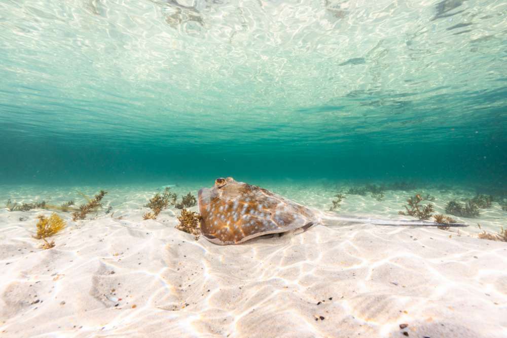 A stingray hunts on the fresh sand mountains at the Bream Hole in Lennox Head, Australia.