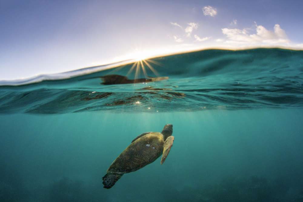 A splitshot of a green sea turtle rising to the surface at sunset to take a breath on Lady Elliot Island.