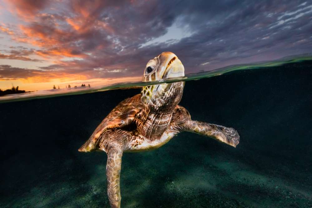 An over-under split shot of a green sea turtle taking a breath at sunset in Lennox Head, Australia.