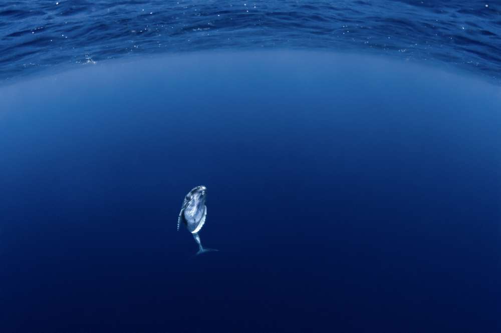 A humpback whale calf rises from the depths in the electric blue water of the Vavau islands in The Kingdom of Tonga.