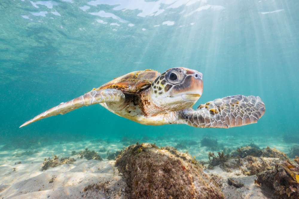 A green sea turtle dances in the shallow waters of Lennox Head, Australia.