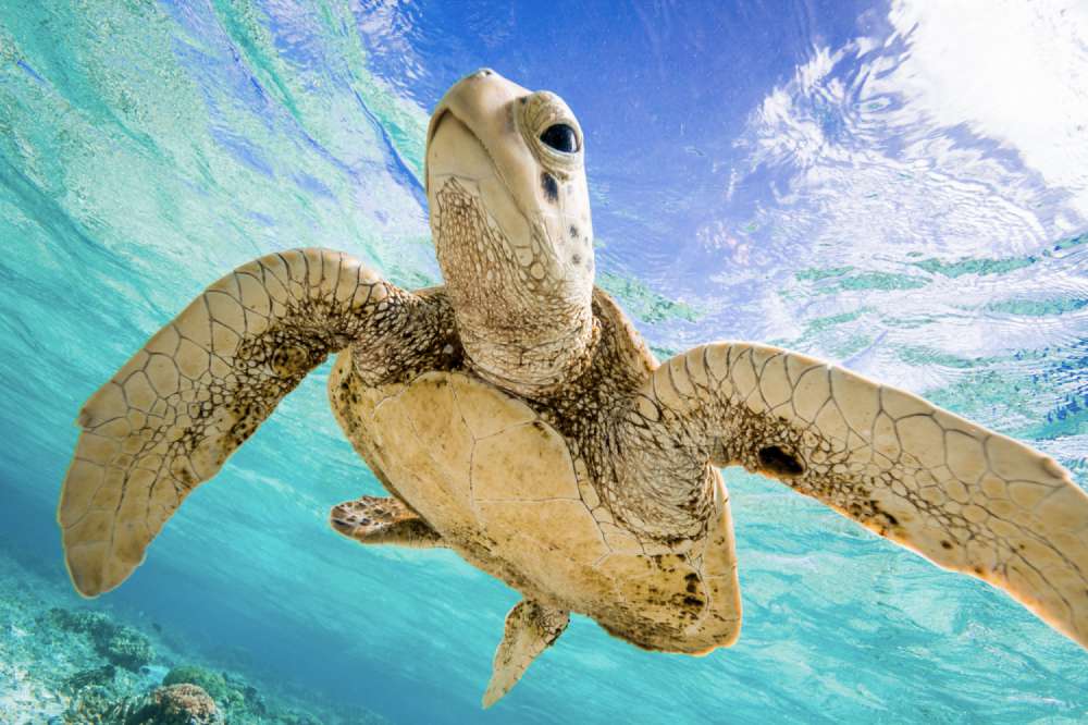 A green sea turtle, captured from underneath. Looks like the kind of image a turtle would use as it's social media profile pic.