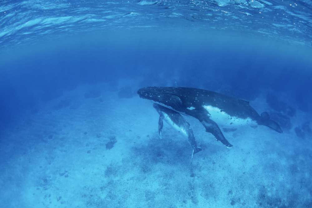 A humpback whale mother and calf relax in shallow water near North Bay in the island group of Vavau, The Kingdom of Tonga.